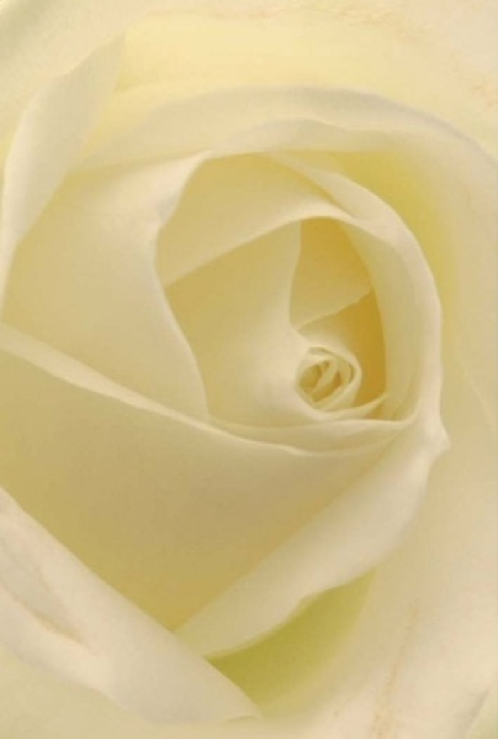 This intimate perspective places you at the very center of a classic white rose arranged by Sutton Florist, each petal a study in softness, balance, and enduring grace. Shades of creamy white and gentle ivory blend with subtle light-as if lit from within-mirroring the tranquil ambience of a Sutton morning near St. Nicholas Church. The flower's flawless spiral core suggests both purity and quiet resilience, while barely-there shadows between the petals lend the bloom unexpected depth and texture. Imagine tracing each curve, the sensation akin to silk beneath the fingertips, or catching the delicate, almost imperceptible fragrance that lingers in the shop on Carshalton Road. This quintessential rose is more than a floral centerpiece-it's a vessel for emotions, perfect for romantic gestures, apologies, or as a serene wedding accent. Its harmonious form embodies the care and artistry of Sutton's local florists, making it a fitting choice for heartfelt connections and gentle remembrance.